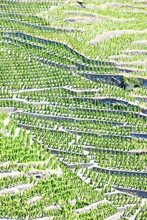 grand cru vineyards, Cote Rotie, Rhone-Alpes, Franceの写真素材