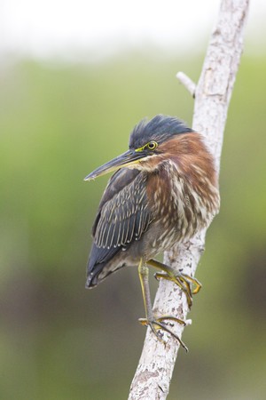 fauna of Everglades National Park, Florida, USAの写真素材