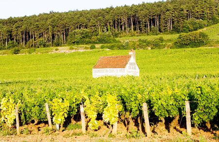 vineyards near Gevrey-Chambertin, Cote de Nuits, Burgundy, Franceの写真素材