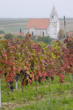vineyard, Hnanice, Czech Republicの写真素材