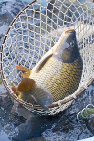 Christmas carp (Czech Christmas tradition)の写真素材