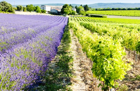 lavender field with vineyard, Drome Department, Rhone-Alpes, Franceの写真素材