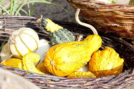 still life of pumpkinsの写真素材