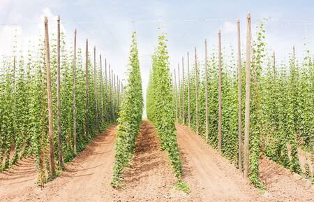 hops garden, Czech Republciの写真素材