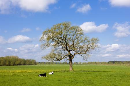 landscape, Overijssel, Netherlandsの写真素材