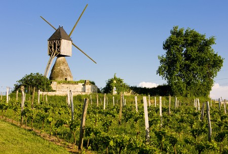 windmill and vineyard near Montsoreau, Pays-de-la-Loire, Franceの写真素材