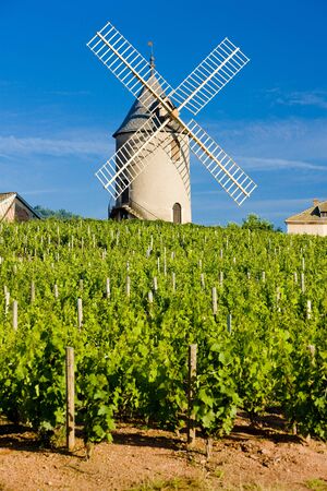 vineyards with windmill near Chénas, Beaujolais, Burgundy, Franceの写真素材