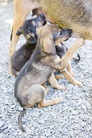 female dog's detail with puppies, Tobagoの写真素材