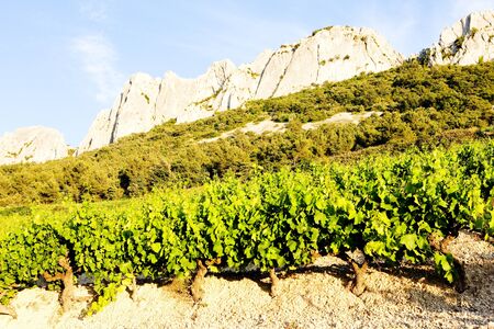 vineyards near Gigondas at Col Du Cayron, Provence, Franceの写真素材