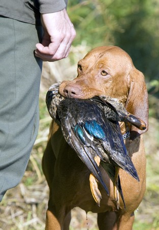 hunting dog with a catchの写真素材