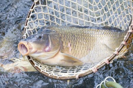 Christmas carp (Czech Christmas tradition)の写真素材