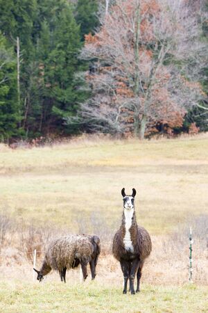 alpacas, Maine, USAの写真素材