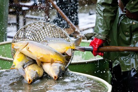 harvesting pondの写真素材