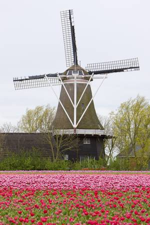 windmill with tulip field, Holwerd, Netherlandsの写真素材