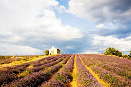 chapel with lavender field, Plateau de Valensole, Provence, France