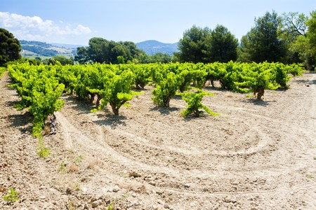 vineyards near Bandol, Provence, Franceの写真素材