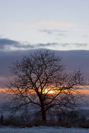 tree at sunsetの写真素材