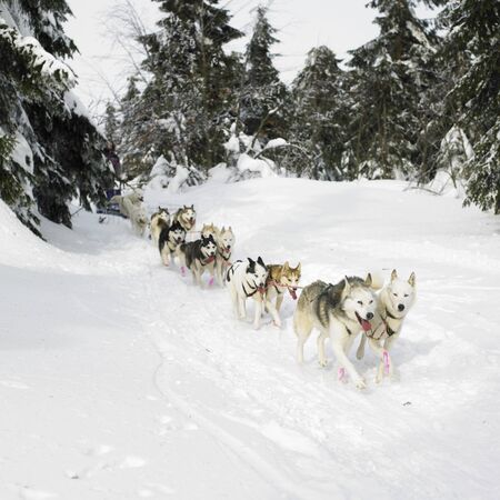 sledge dogging, Sedivacek''s long, Czech Republicの写真素材