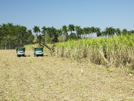 sugar cane harvest, Sancti Spíritus Province, Cubaの写真素材