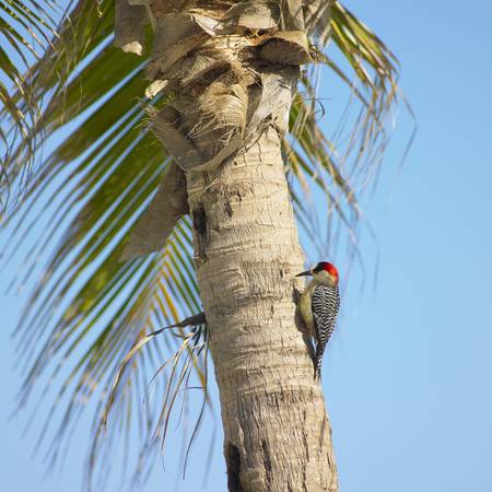 woodpecker, María la Gorda, Pinar del Río Province, Cubaの写真素材