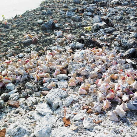 seashells, Cayo Sabinal, Camaguey Province, Cubaの写真素材