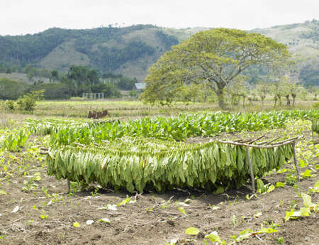 tobacco harvest, Ciego de Ávila Province, Cubaの写真素材