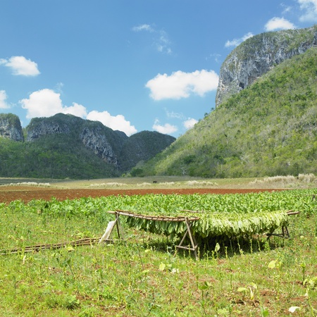 tobacco harvest, Vinales Valley, Pinar del Río Province, Cubaの写真素材