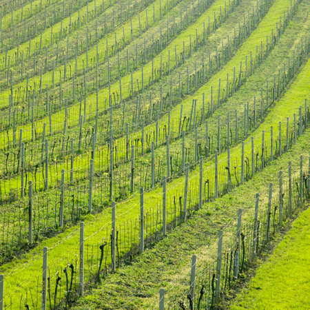 vineyard Ulehle, Livi Dubnany, Czech Republicの写真素材