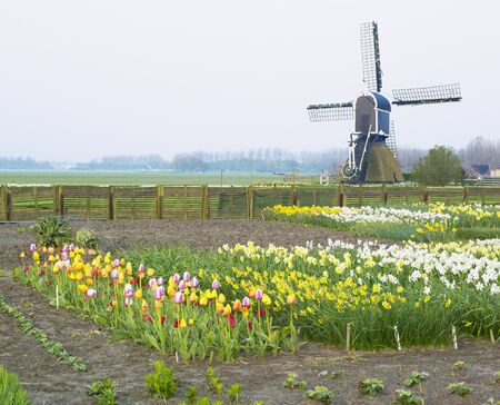 windmill with tulips and daffodils near Offem, Netherlandsの写真素材