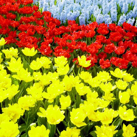 Keukenhof Gardens, Lisse, Netherlandsの写真素材