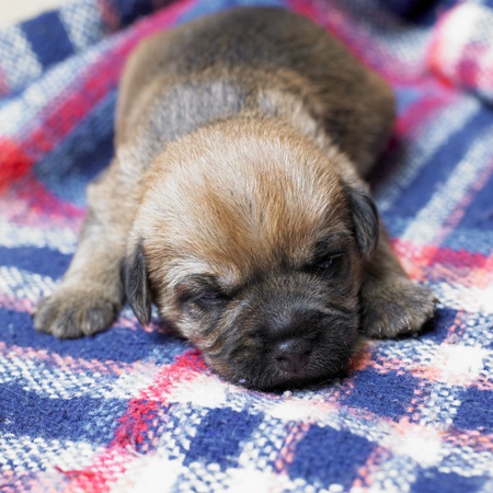 puppy (Border Terrier)の写真素材