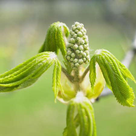chestnut budの写真素材