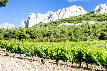 vineyards near Gigondas at Col Du Cayron, Provence, Franceの写真素材