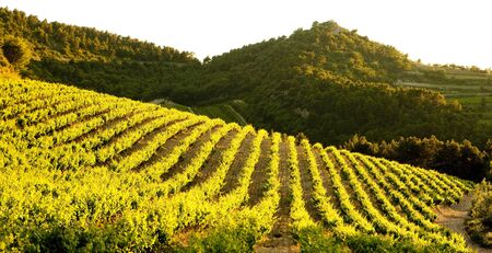 vineyards near Gigondas, Provence, Franceの写真素材