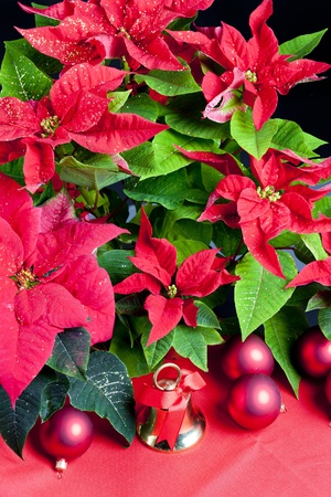 Christmas still life with Poinsettiaの写真素材