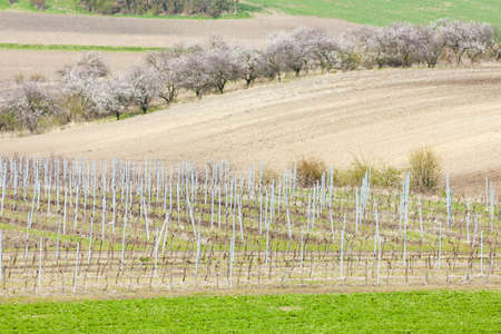 vineyard called Kravi hora near Kobyli, Czech Republicの写真素材