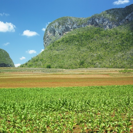 Vinales Valley, Pinar del Río Province, Cubaの写真素材
