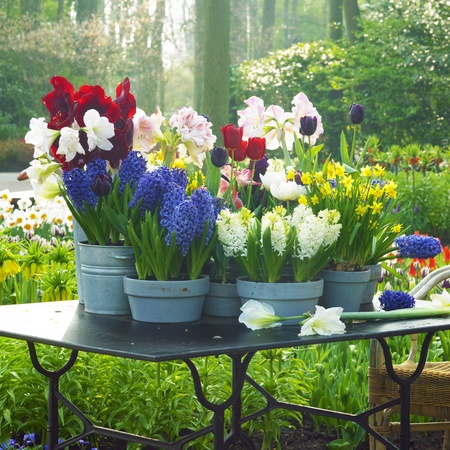 Keukenhof Gardens, Lisse, Netherlandsの写真素材