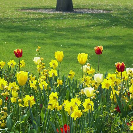 Keukenhof Gardens, Lisse, Netherlandsの写真素材