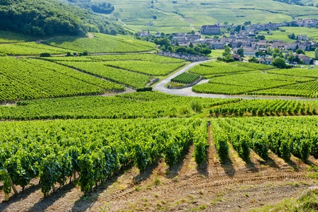 vineyards near Fuisse, Burgundy, Franceの写真素材