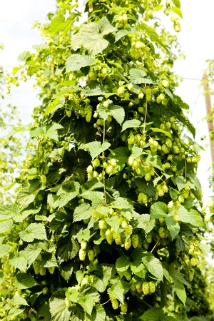 hops garden, Czech Republciの写真素材