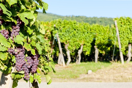 grapevine in vineyard (gewurztraminer), Alsace, Franceの写真素材