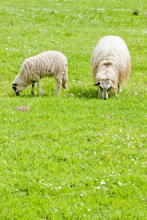 sheep with a lamb on meadow, Bosnia and Hercegovinaの写真素材