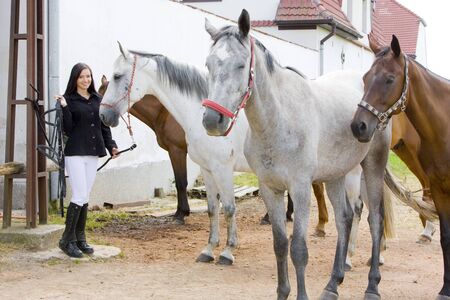 equestrian with horsesの写真素材
