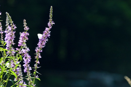 summer flowers with butterfliesの写真素材
