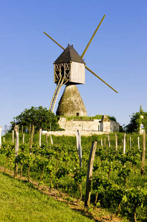 windmill and vineyard near Montsoreau, Pays-de-la-Loire, Franceの写真素材