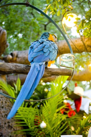 parrot, Key West, Florida Keys, Florida, USA