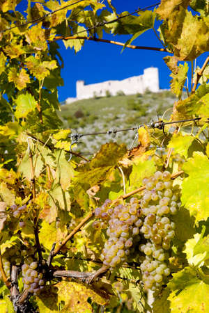 ruins of Devicky castle with vineyard, Czech Republicの写真素材