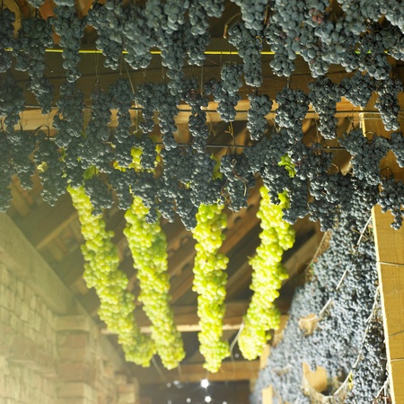 grapes drying for straw wine, Biza Winery, Cejkovice, Czech Republicの写真素材