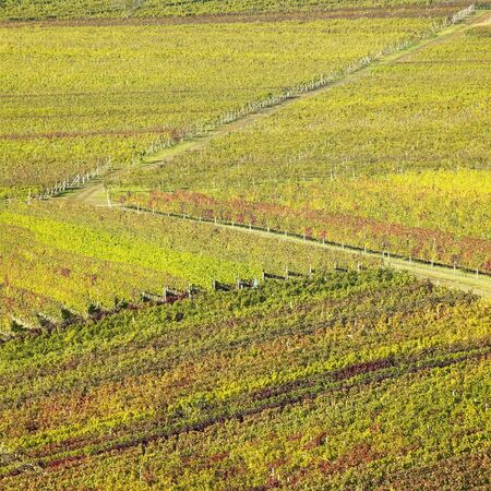 vineyards in Velke Bilovice region, Czech Republicの写真素材